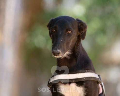 Adele-Galgo