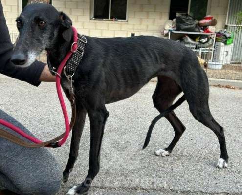 Bimba-Galgo