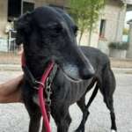 Bimba-Galgo