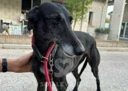 Bimba-Galgo