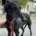 Bimba-Galgo