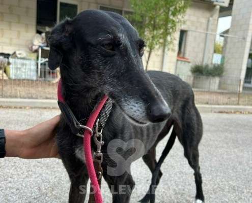 Bimba-Galgo