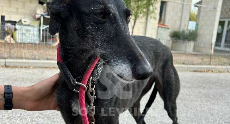 Bimba-Galgo