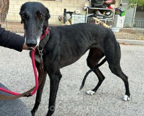 Bimba-Galgo