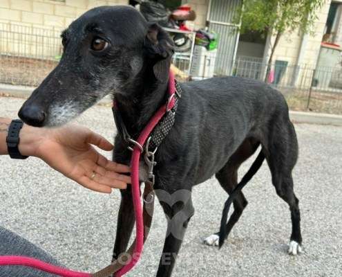 Bimba-Galgo