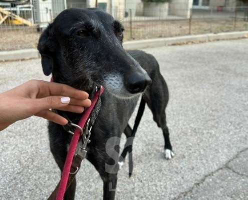 Bimba-Galgo