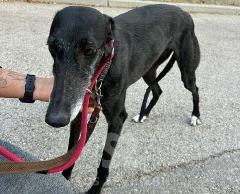 Bimba-Galgo