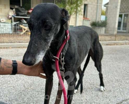 Bimba-Galgo