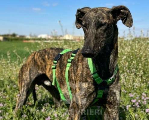 Bingo-Galgo