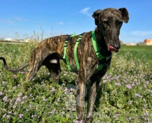 Bingo-Galgo