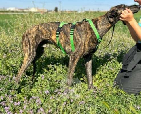 Bingo-Galgo