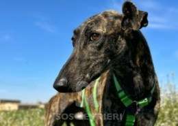 Bingo-Galgo