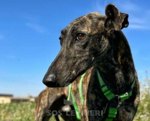 Bingo-Galgo