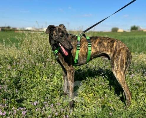 Bingo-Galgo