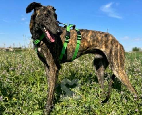 Bingo-Galgo