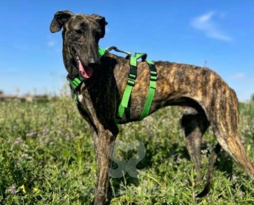 Bingo-Galgo