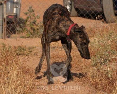 Bingo-Galgo