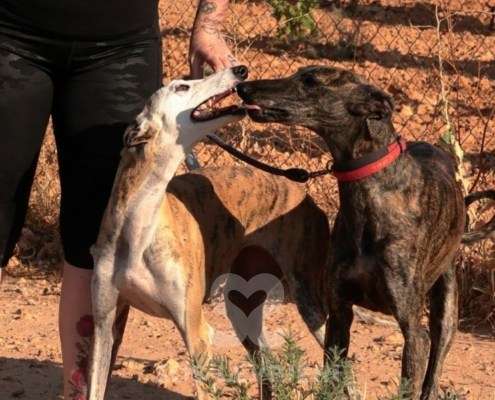 Bingo-Galgo