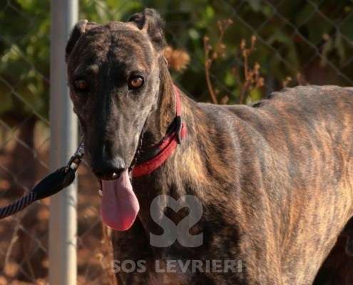 Bingo-Galgo
