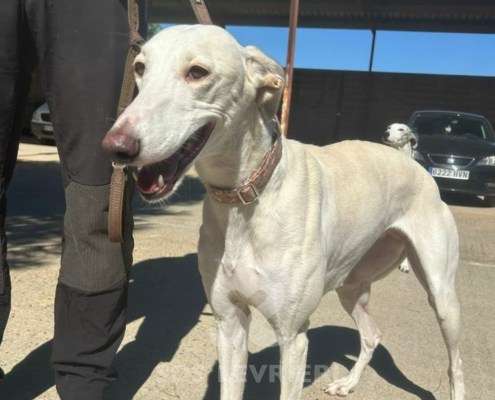 Cielo-Galgo