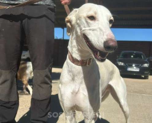 Cielo-Galgo