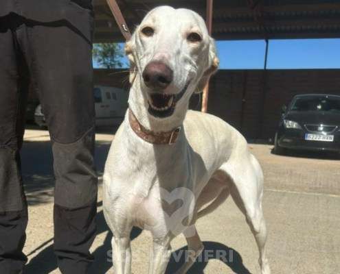 Cielo-Galgo