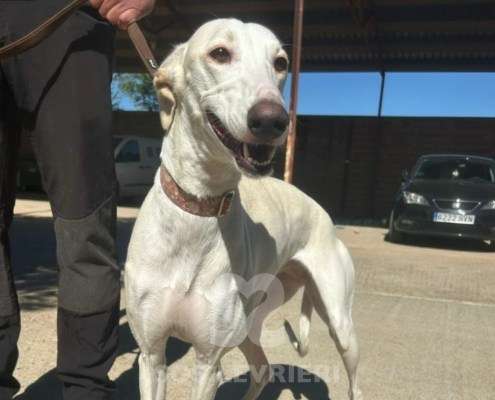 Cielo-Galgo