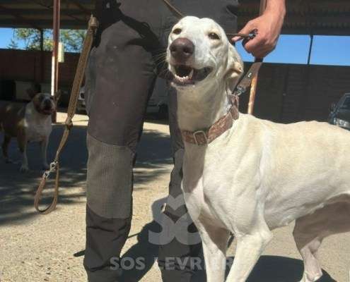 Cielo-Galgo