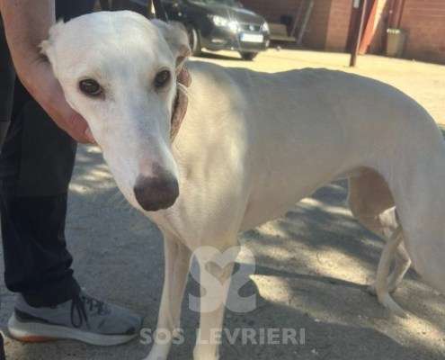 Cielo-Galgo