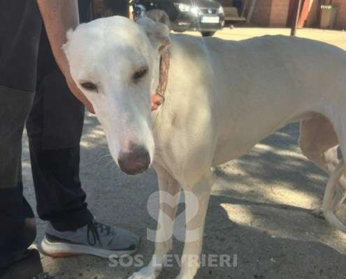 Cielo-Galgo