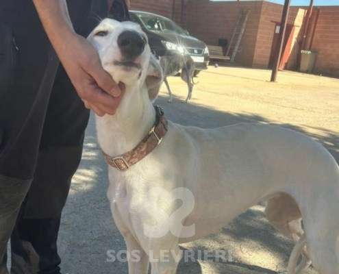Cielo-Galgo