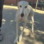 Cielo-Galgo