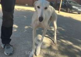 Cielo-Galgo