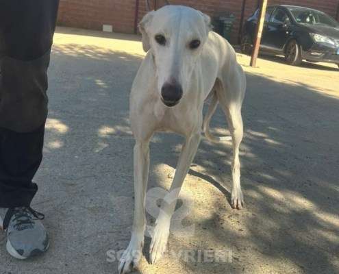 Cielo-Galgo