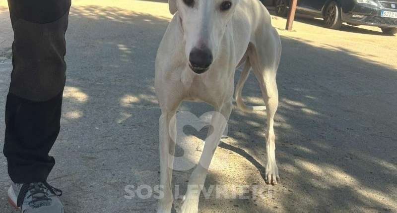 Cielo-Galgo