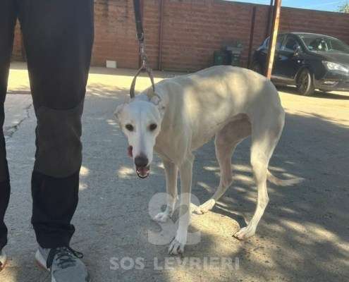 Cielo-Galgo