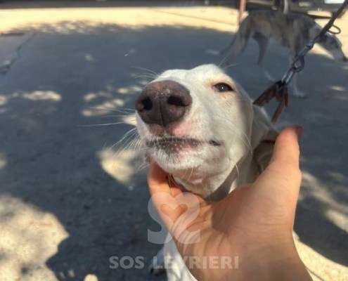 Cielo-Galgo