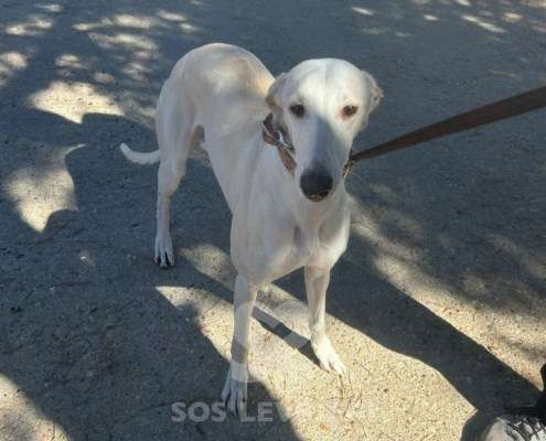 Cielo-Galgo