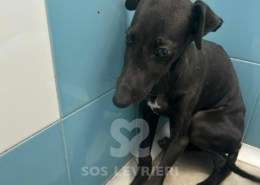Conguito-Galgo