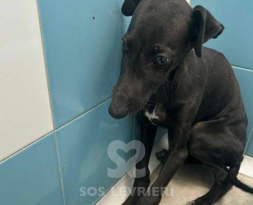 Conguito-Galgo