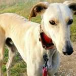 Duende-Galgo