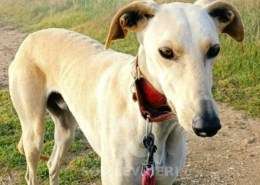 Duende-Galgo