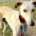 Duende-Galgo