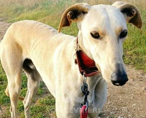 Duende-Galgo