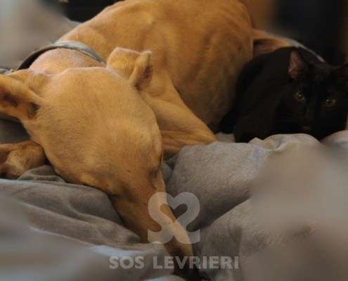 Duende-Galgo