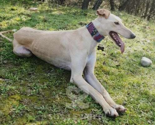 Duende-Galgo