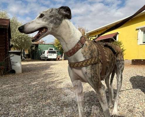 Duna-Galgo