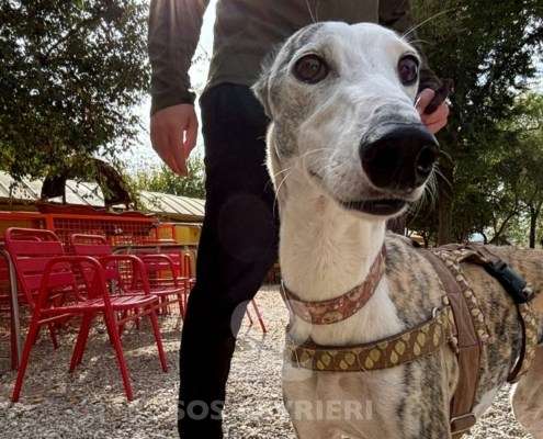 Duna-Galgo