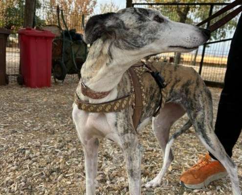 Duna-Galgo