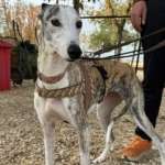 Duna-Galgo